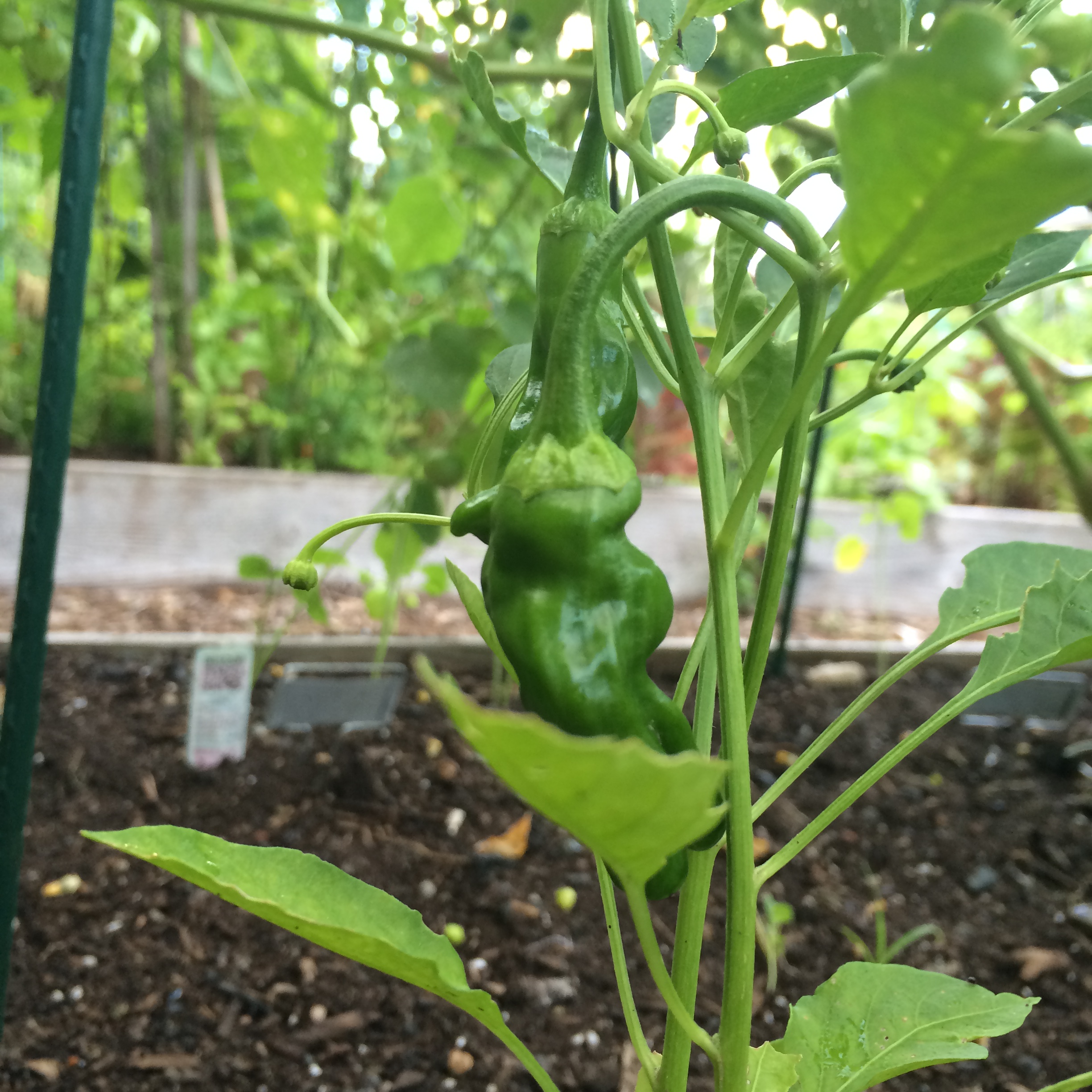 VEGGIES: Community Garden Update, Part V