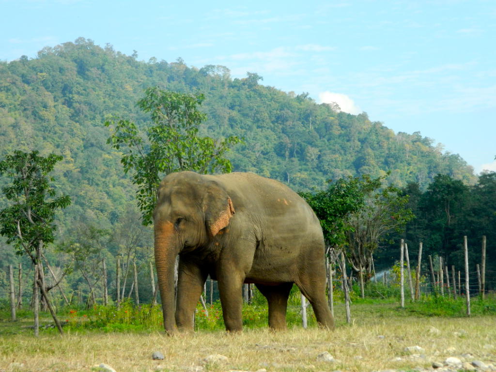 TRAVEL: Thailand, Part 2 - Chiang Mai