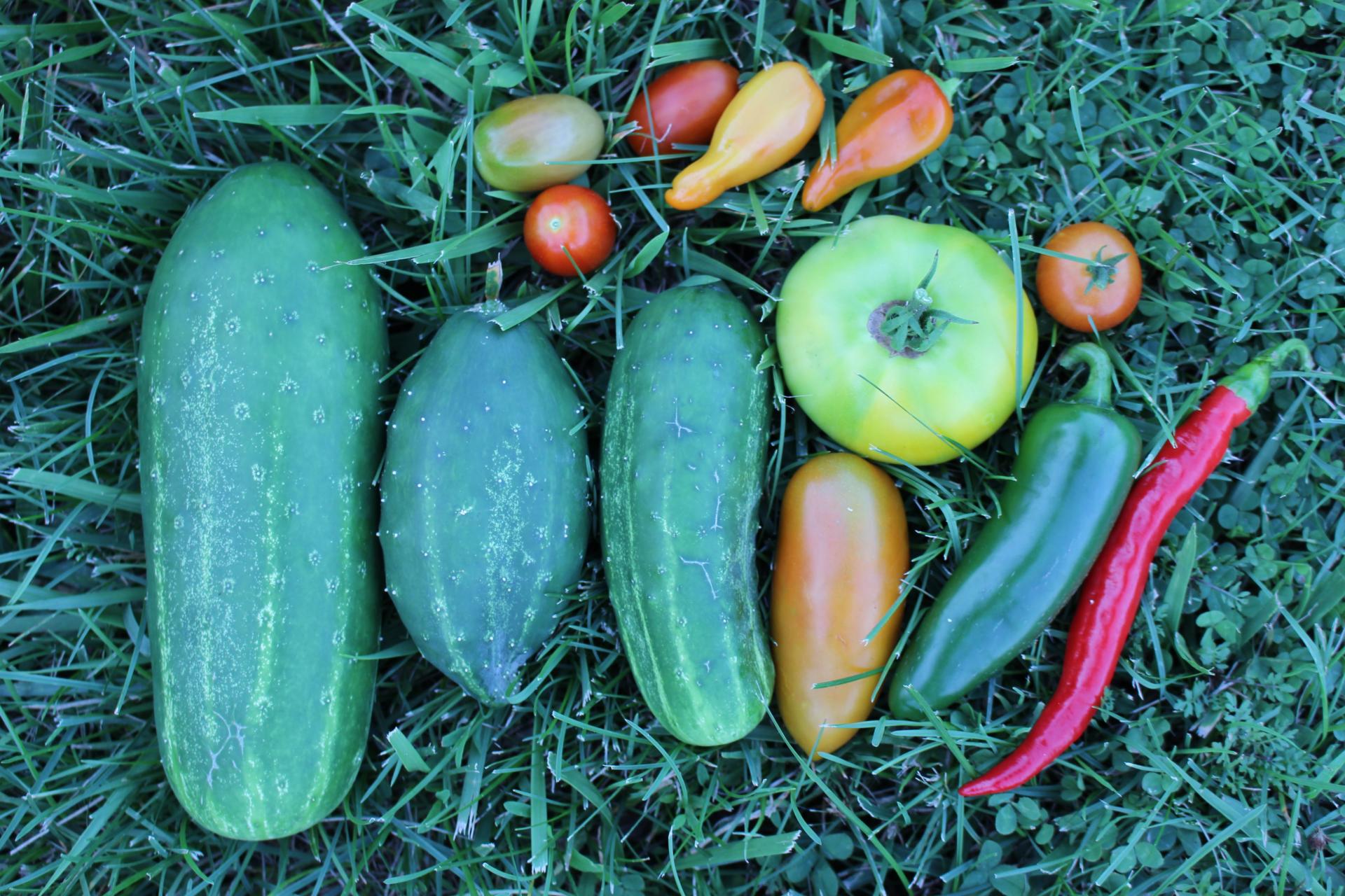 VEGGIES: Israeli Salad