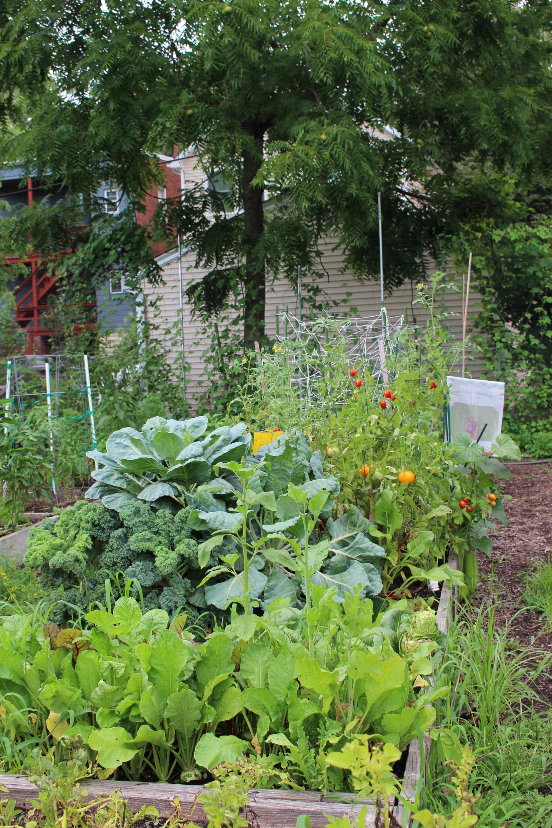 VEGGIES: Community Garden Update