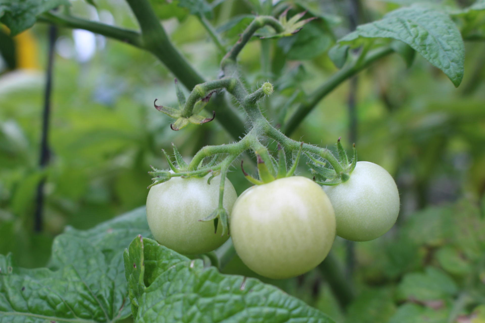 VEGGIES: Community Garden Update