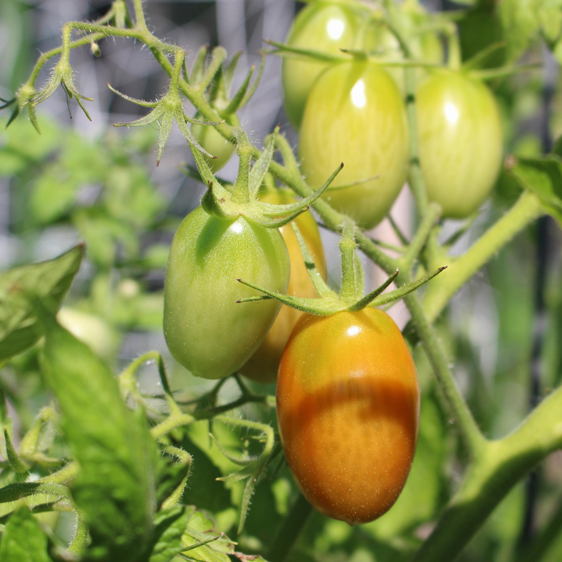 VEGGIES: Community Garden Update