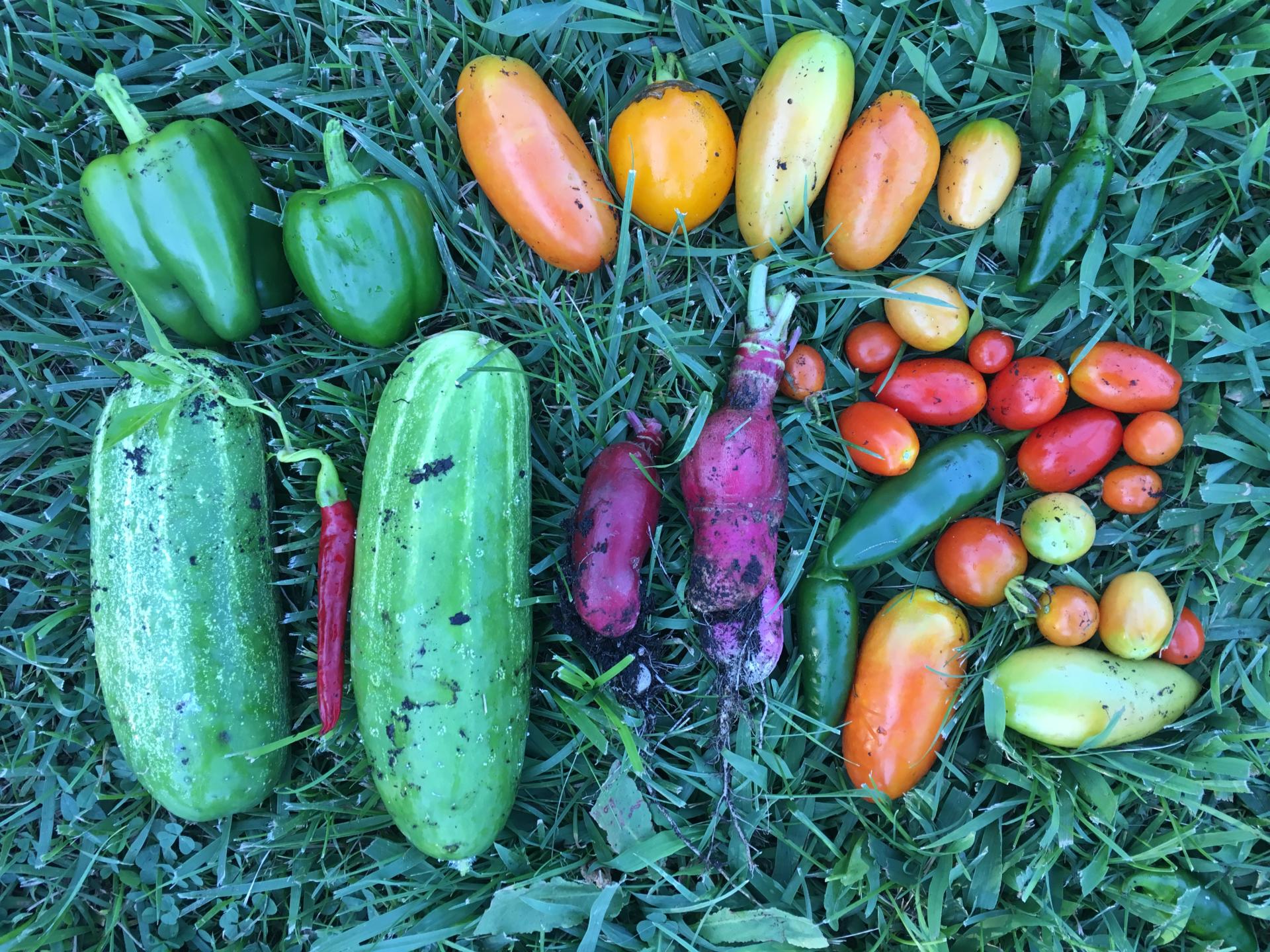 VEGGIES: Community Garden Update