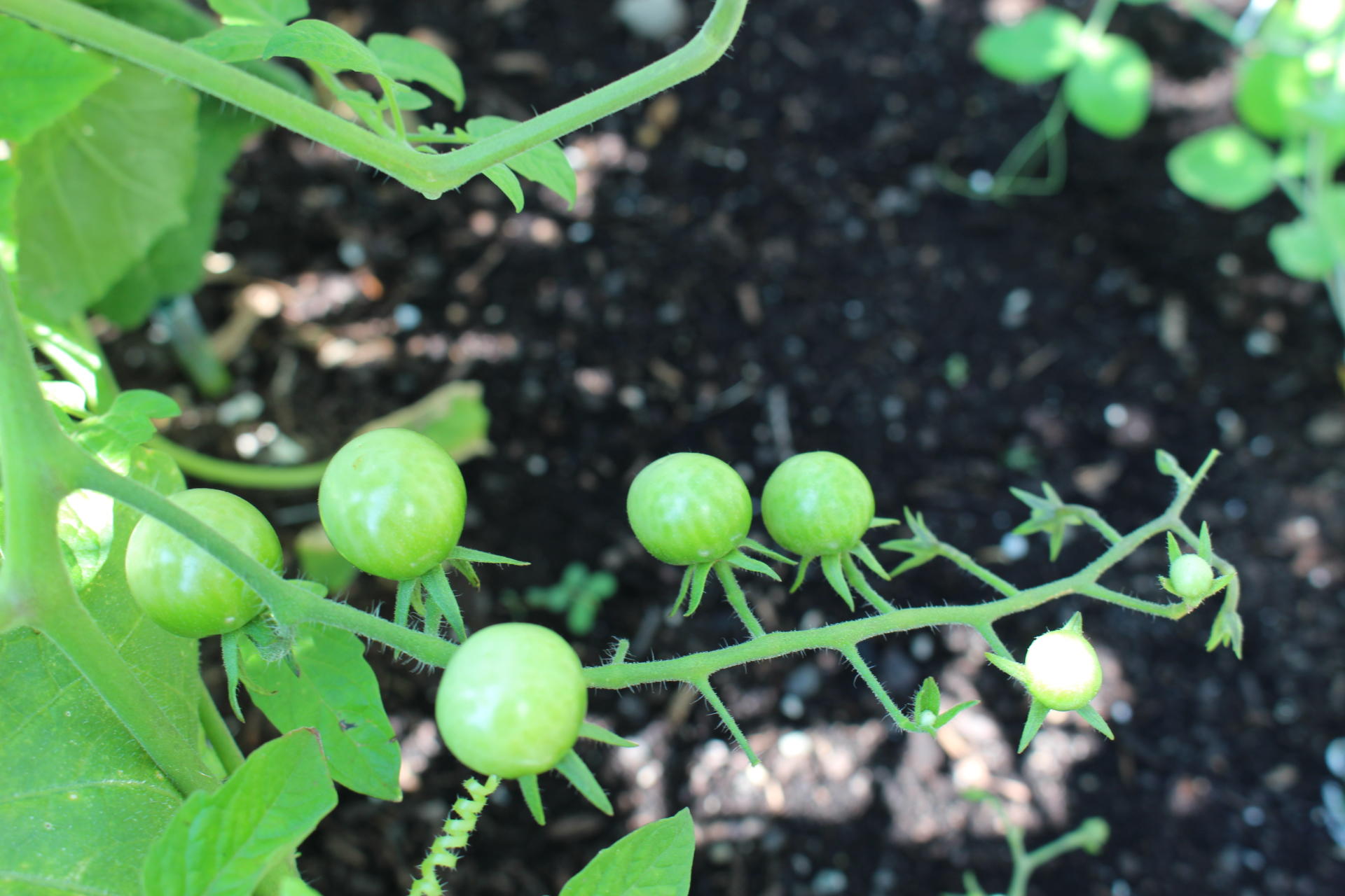 VEGGIES: Community Garden Update