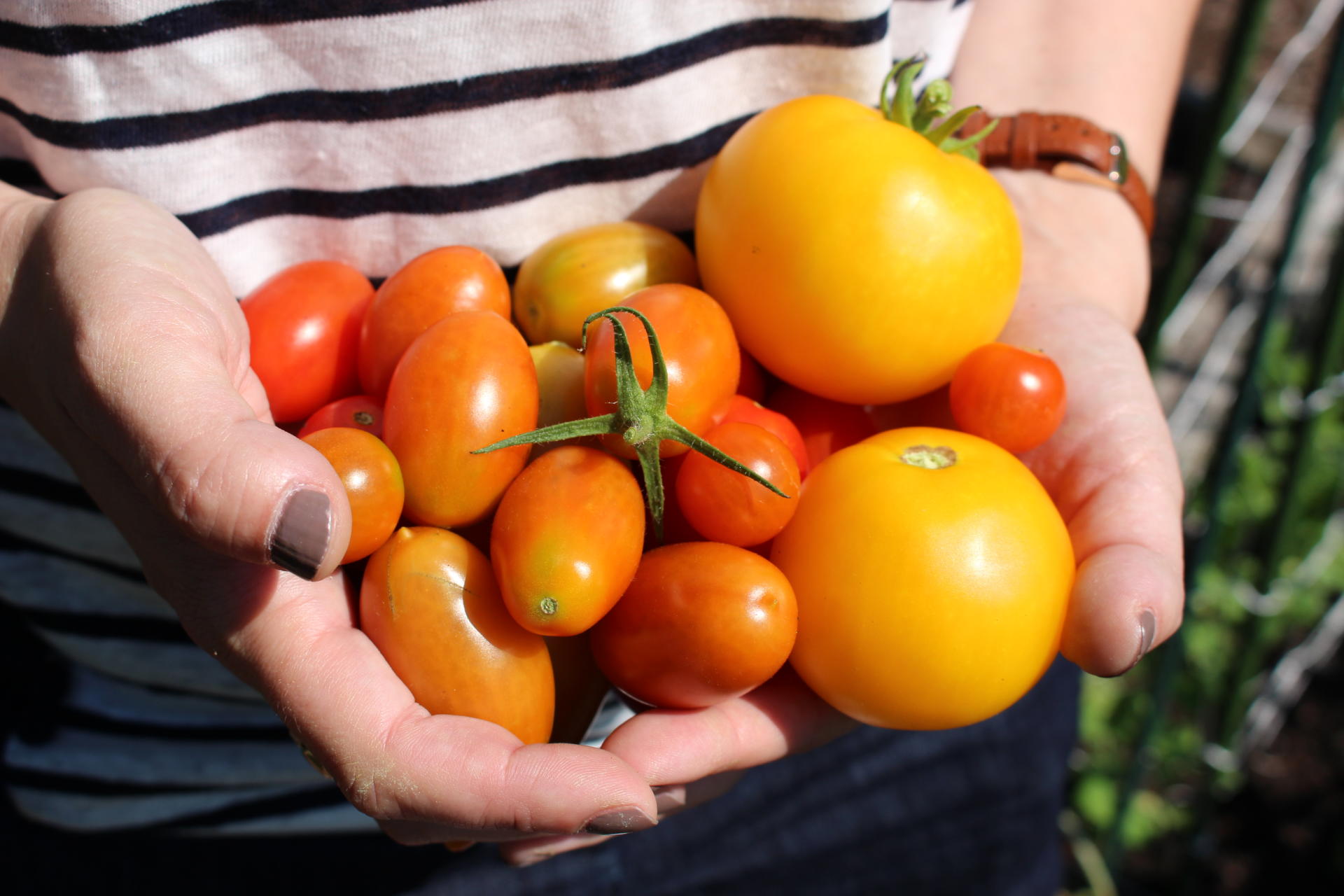 VEGGIES: Community Garden Update