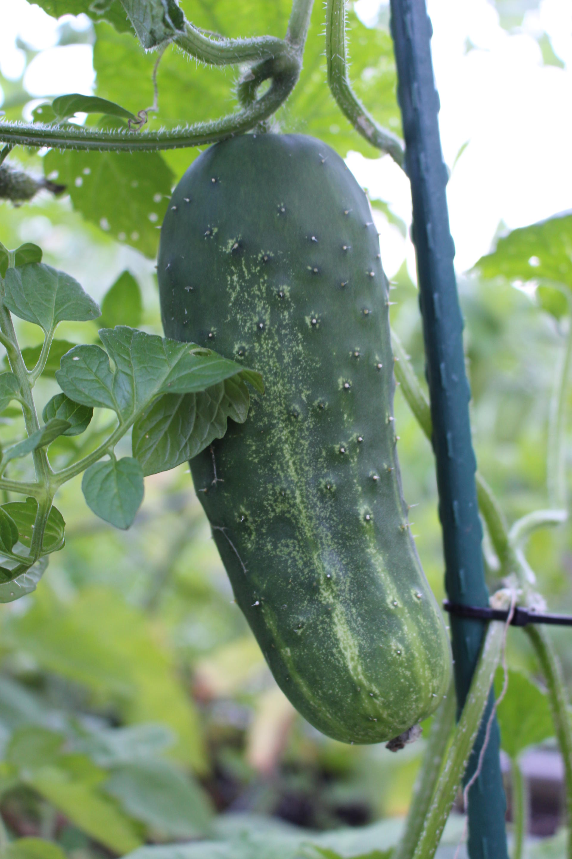 VEGGIES: Community Garden Update