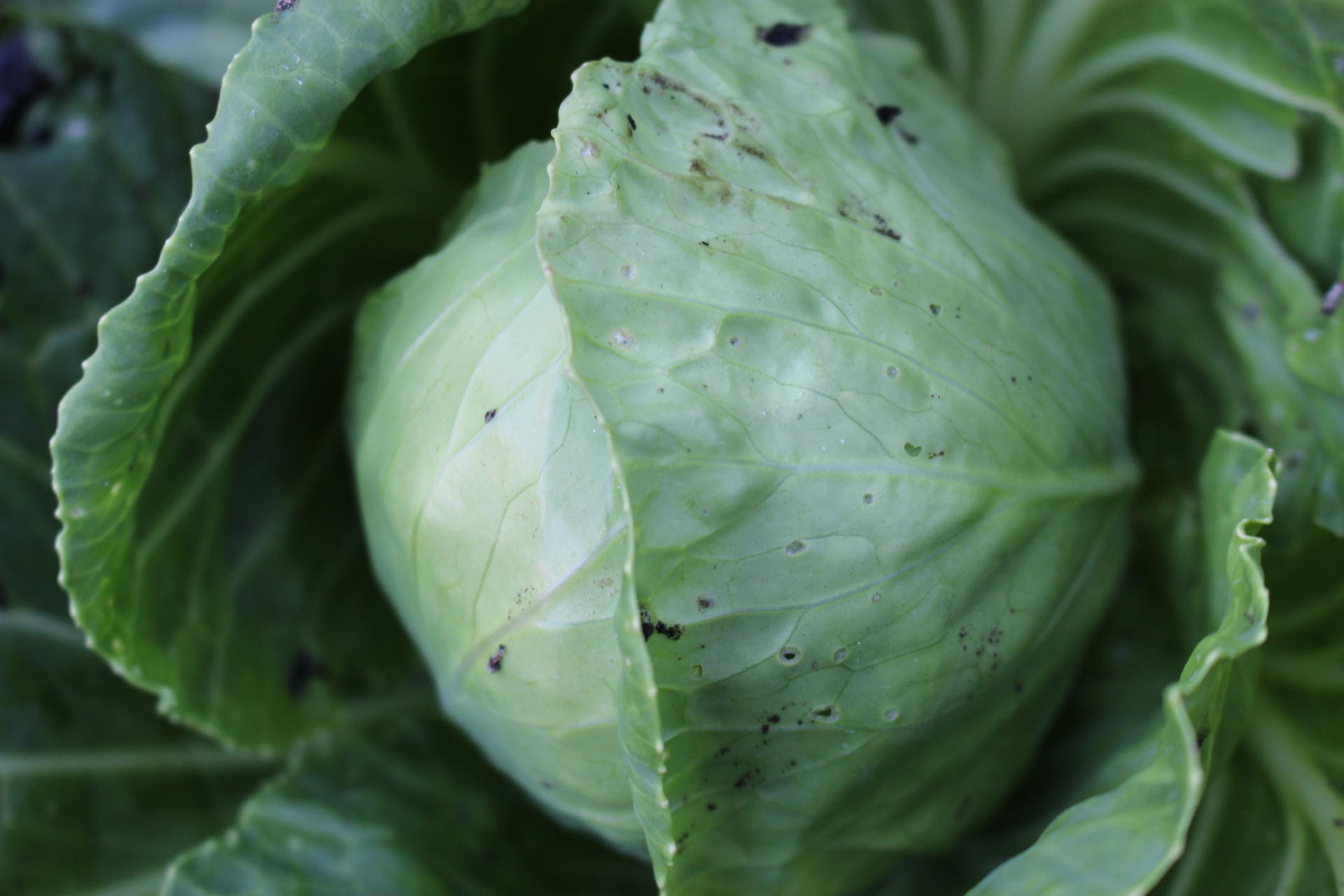 VEGGIES: Community Garden Update