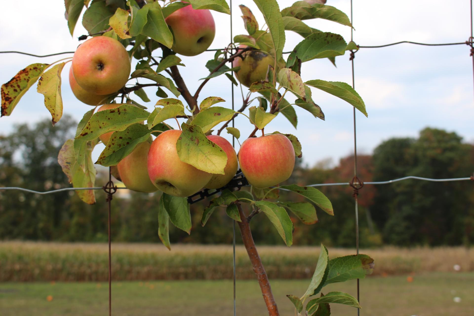 LOCAL: Apple Picking and Pumpkin Patching at Riamede Farm by popular New Jersey blogger What's For Dinner Esq.