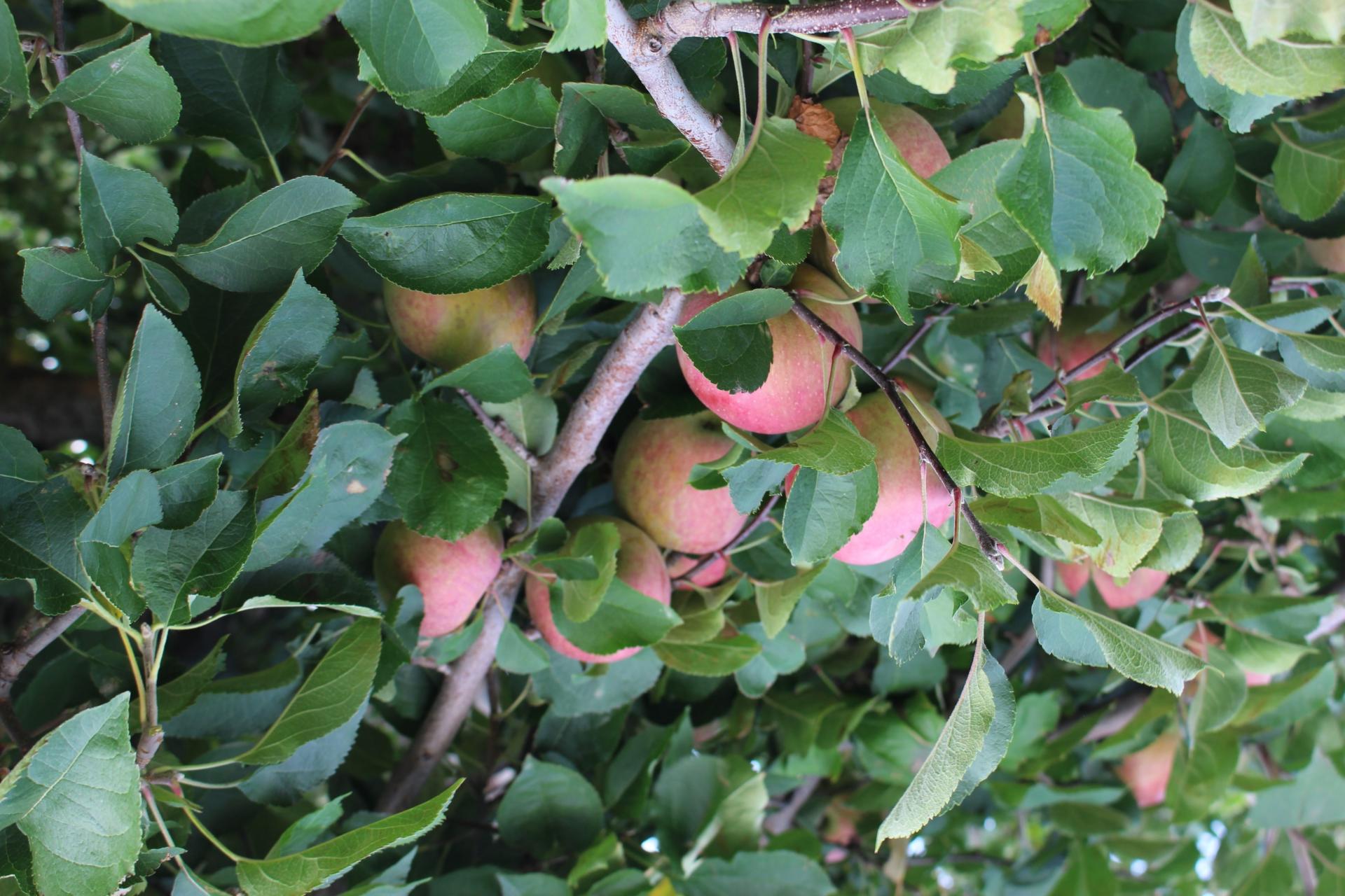 LOCAL: Apple Picking and Pumpkin Patching at Riamede Farm by popular New Jersey blogger What's For Dinner Esq.