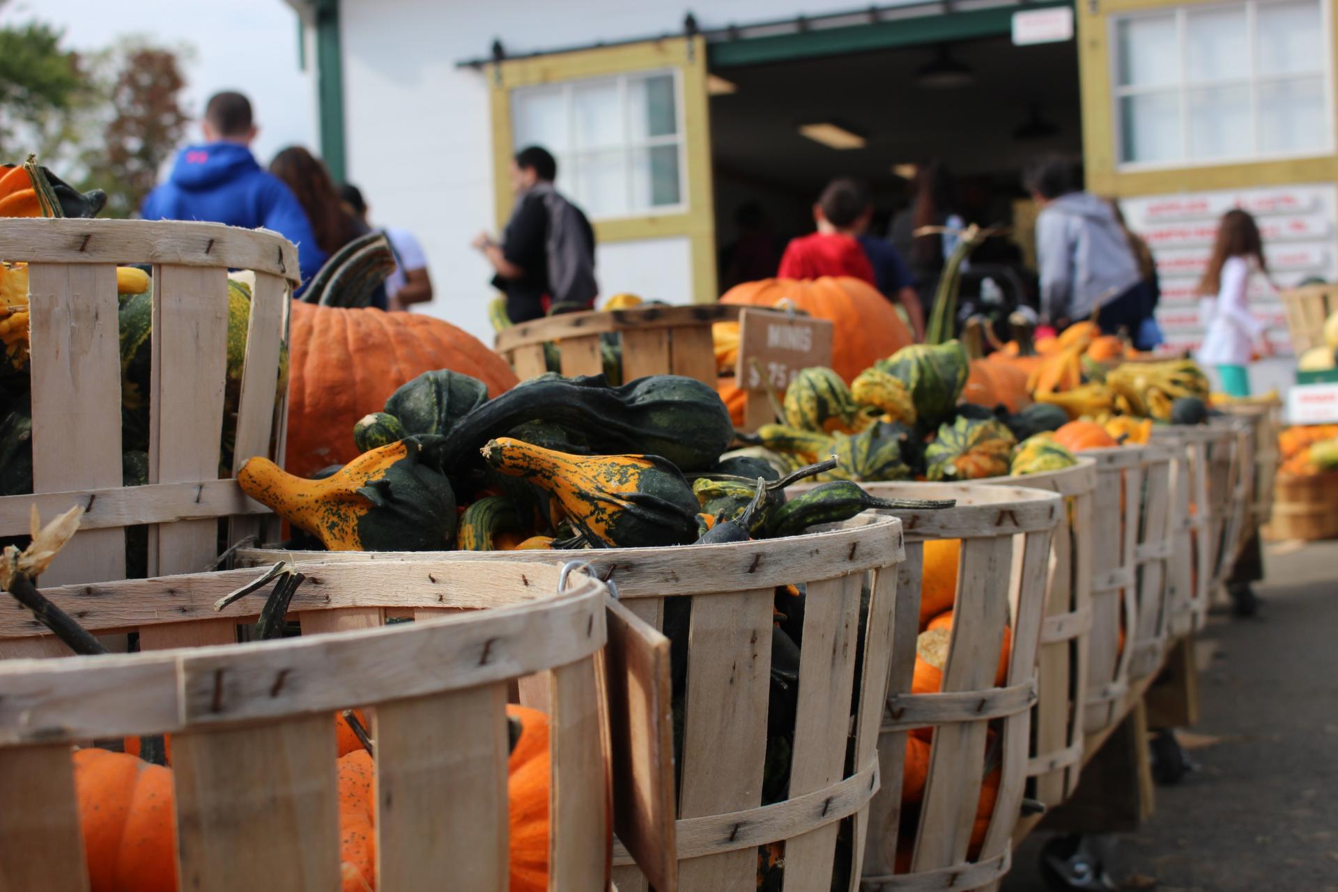 LOCAL: Apple Picking and Pumpkin Patching at Riamede Farm