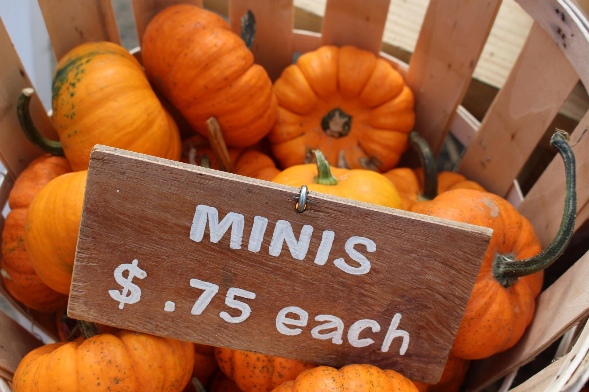 LOCAL: Apple Picking and Pumpkin Patching at Riamede Farm